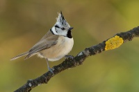 Sykora parukarka - Lophophanes cristatus - Crested Tit 7715